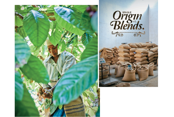 Single Origin Vs Blends